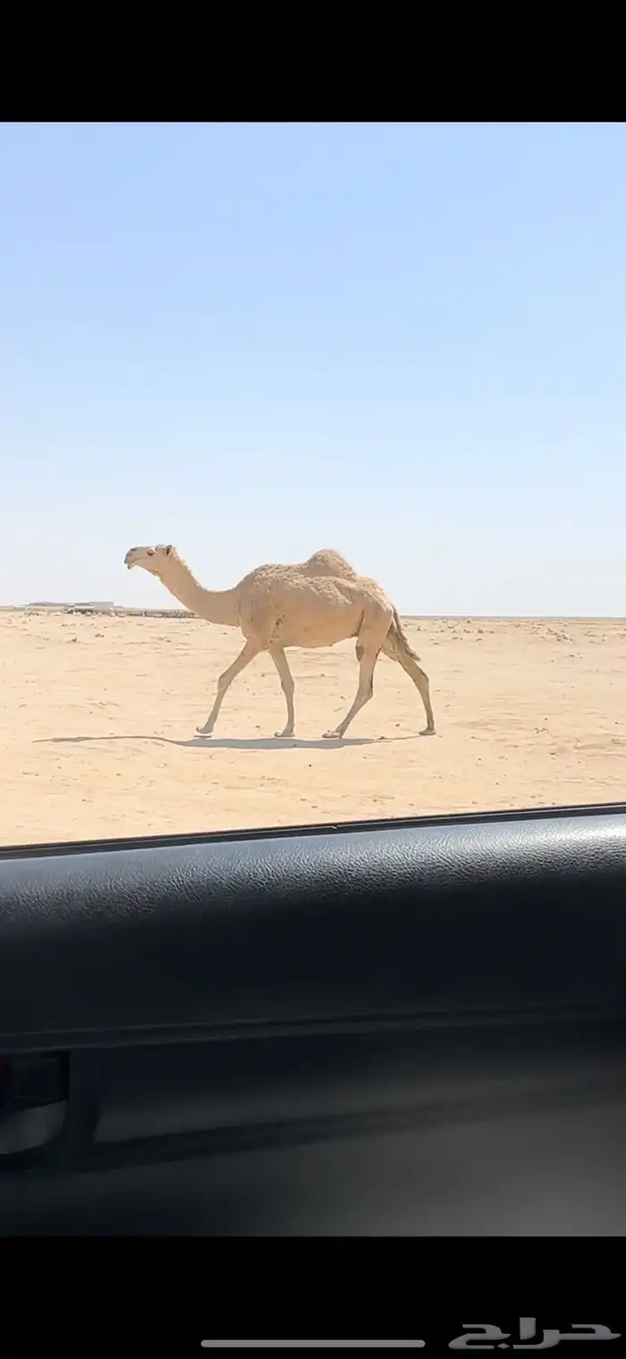 لقحات. تم البيع 2