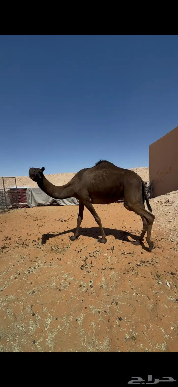 ضريبه مجهم طيبه نظيفه مسحوب ولدها قبل اسبوع 0