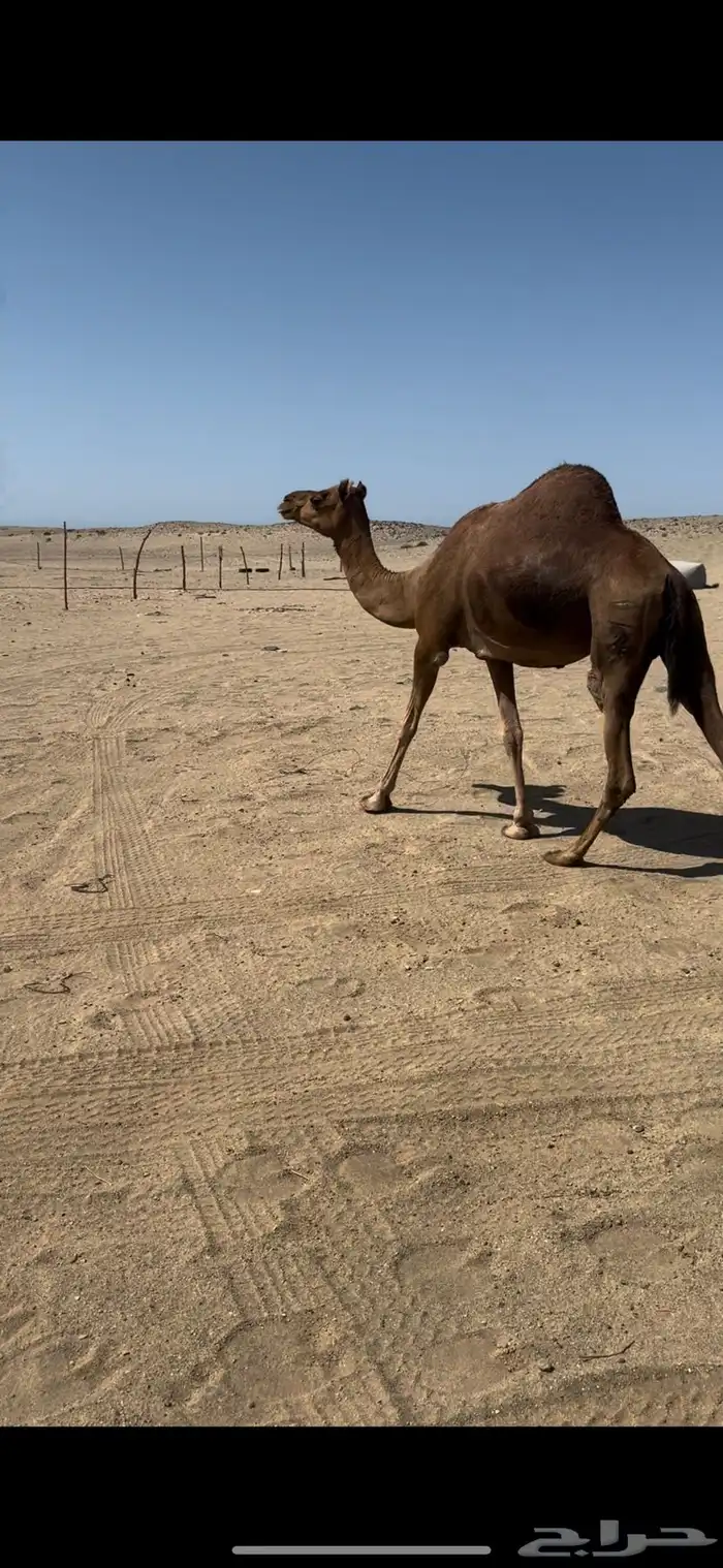 نياق حمر مبيوع عيالها. تم البيع 1