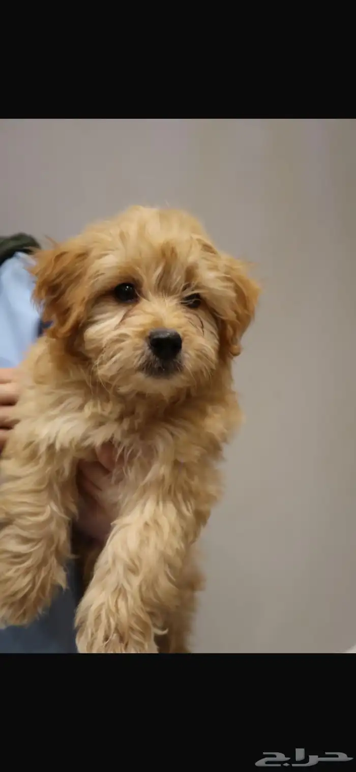 كلاب مالتيبو maltipoo puppy 4
