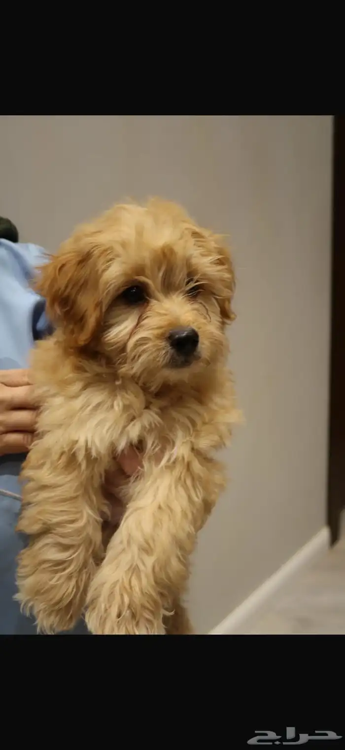كلاب مالتيبو maltipoo puppy 2