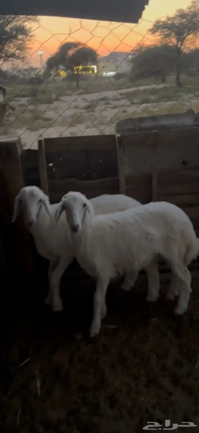 بهم حري كفو شحم 1