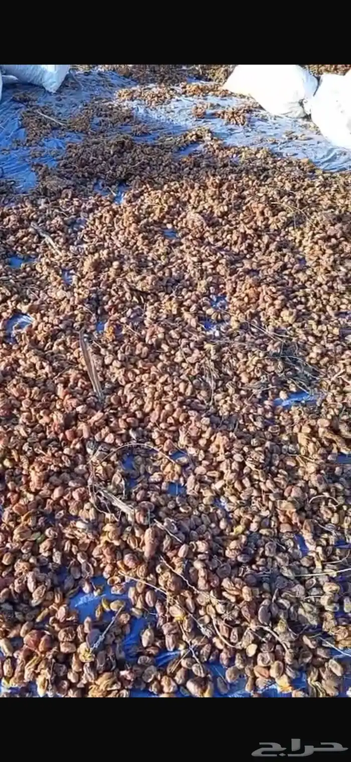 تمر للغنم والبل 2