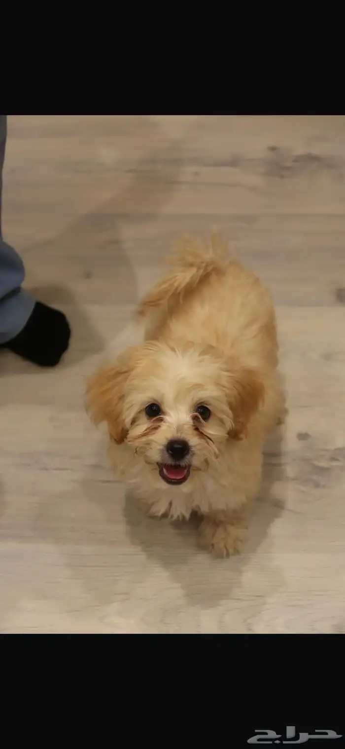 كلاب مالتيبو maltipoo puppy 1