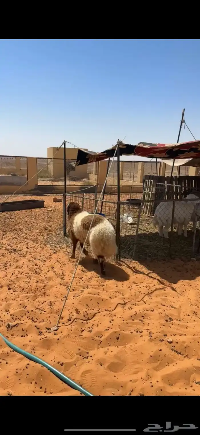 خرفان نعيم 6