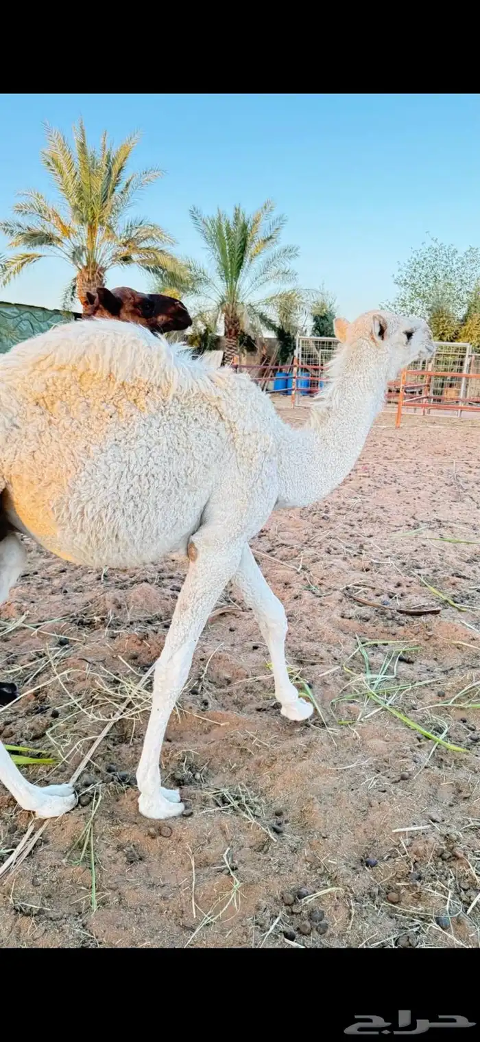 للبيع قعود عمره 6 شهور 1