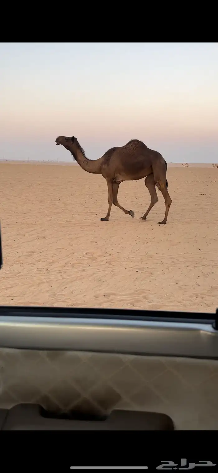 ناقه 0