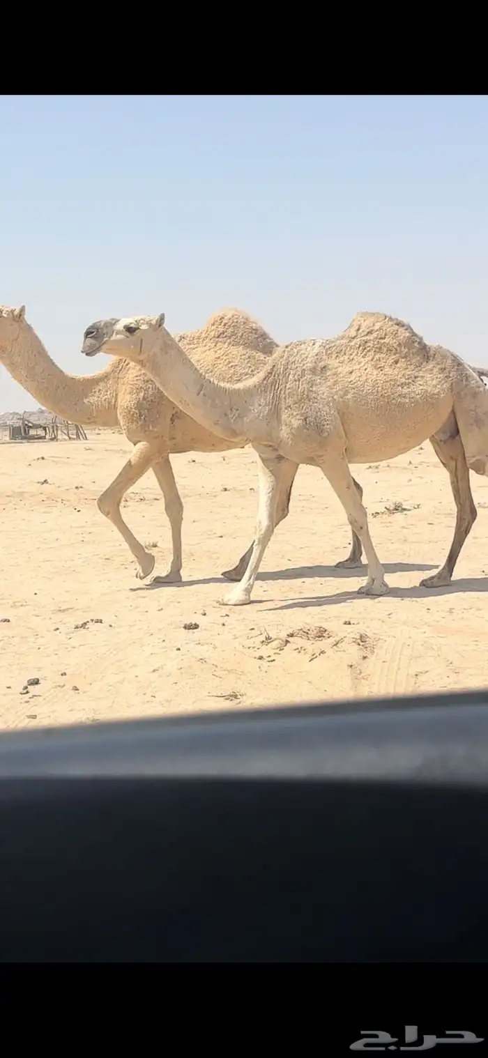 لقحات. تم البيع 0