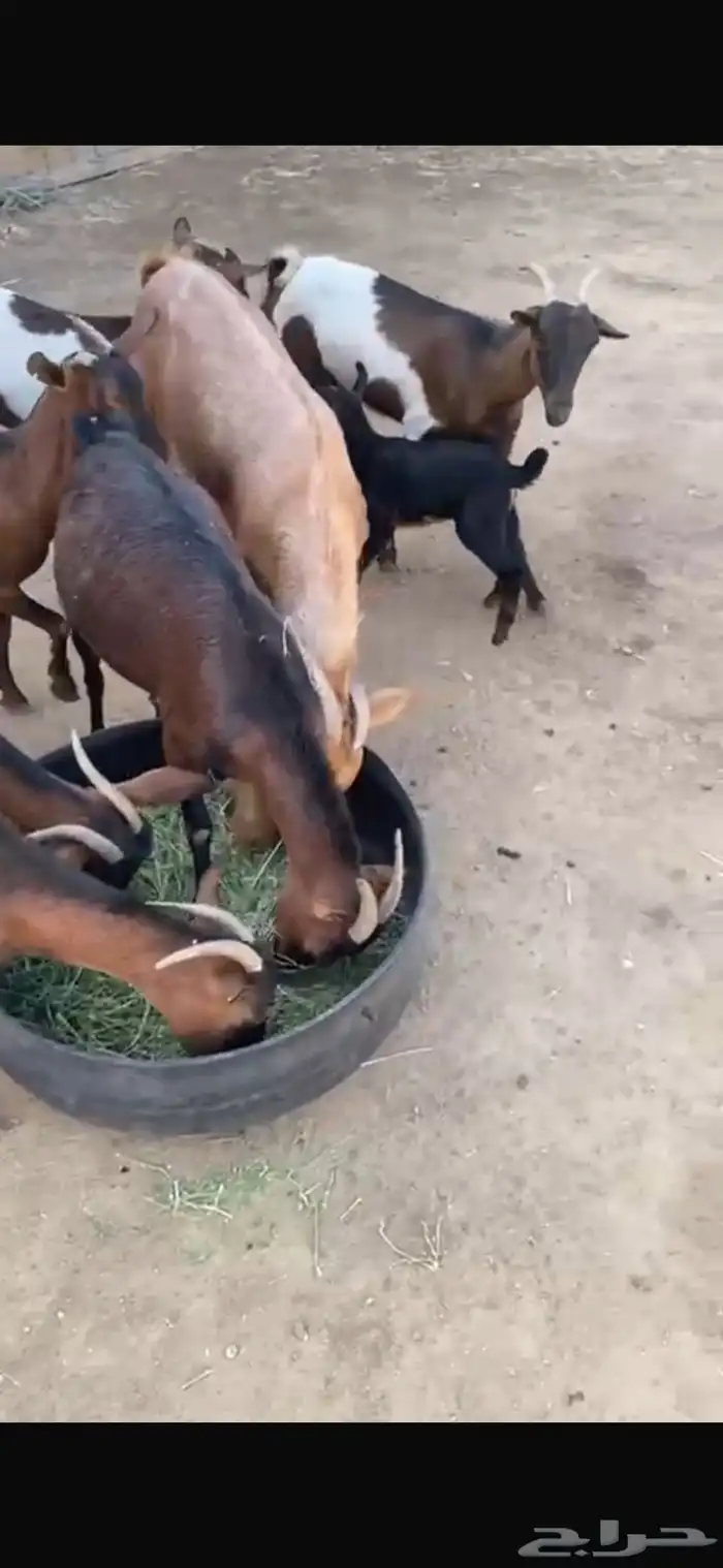 معزا للبيع 2