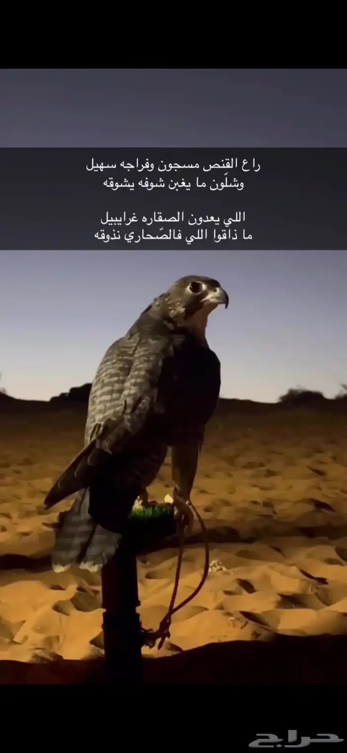 صقر جير شاهين. العمر ثلاث سنين 0