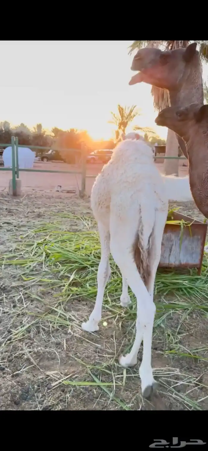 للبيع قعود عمره 6 شهور 2