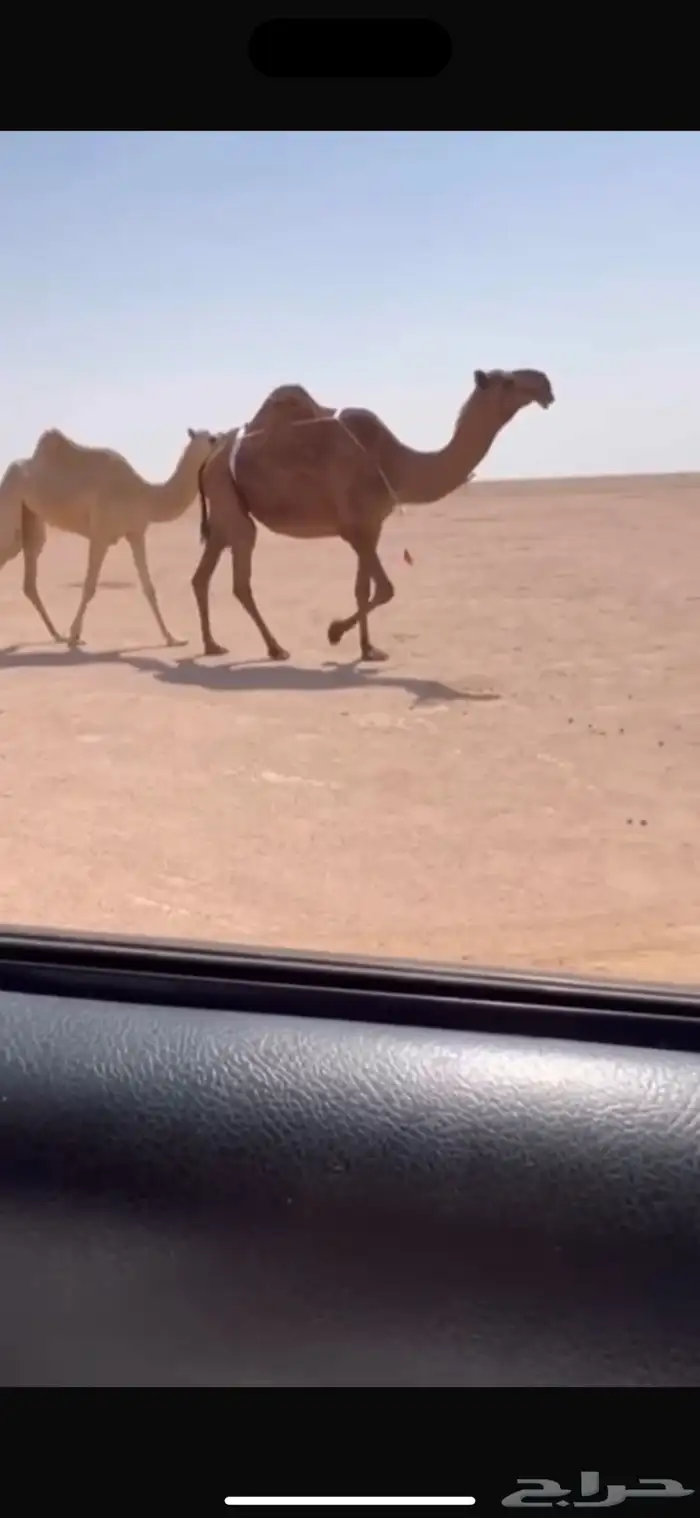 للبيع النياق الضرايب والقحات طيبه 5