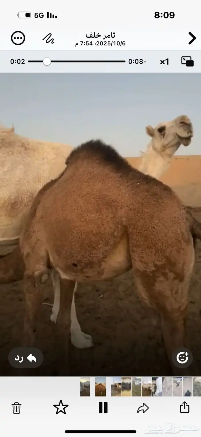 بكار 0