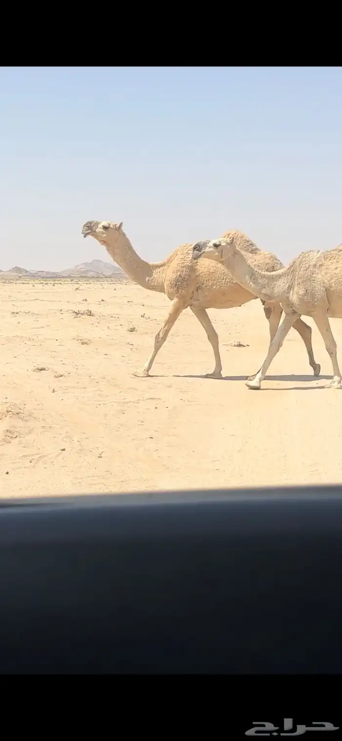 لقحات. تم البيع 1