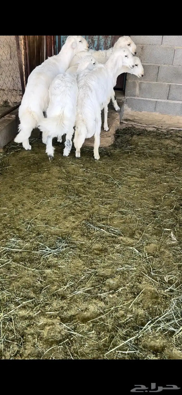 خرفان جبره مناسبات 0