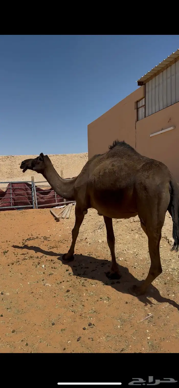 ضريبه مجهم طيبه نظيفه مسحوب ولدها قبل اسبوع 1