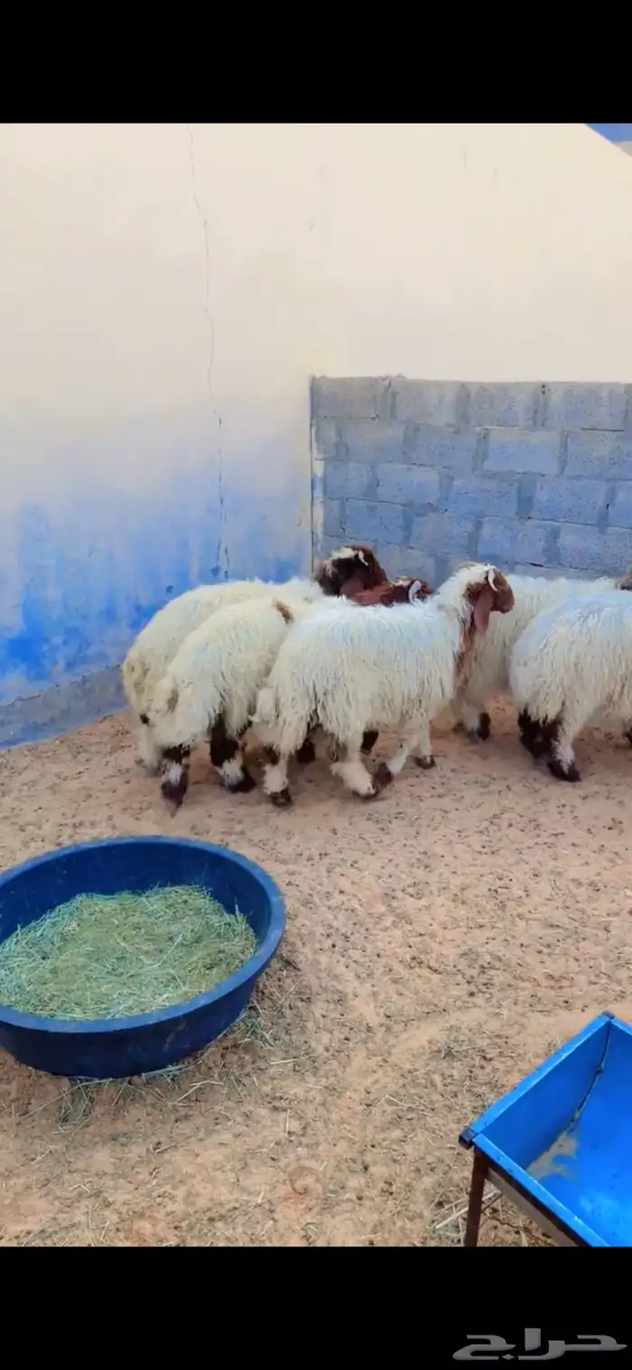 طليان نعيم الريآض حي الشفآء آي مكان نوصل فيه ذبح باقي آثنين 1