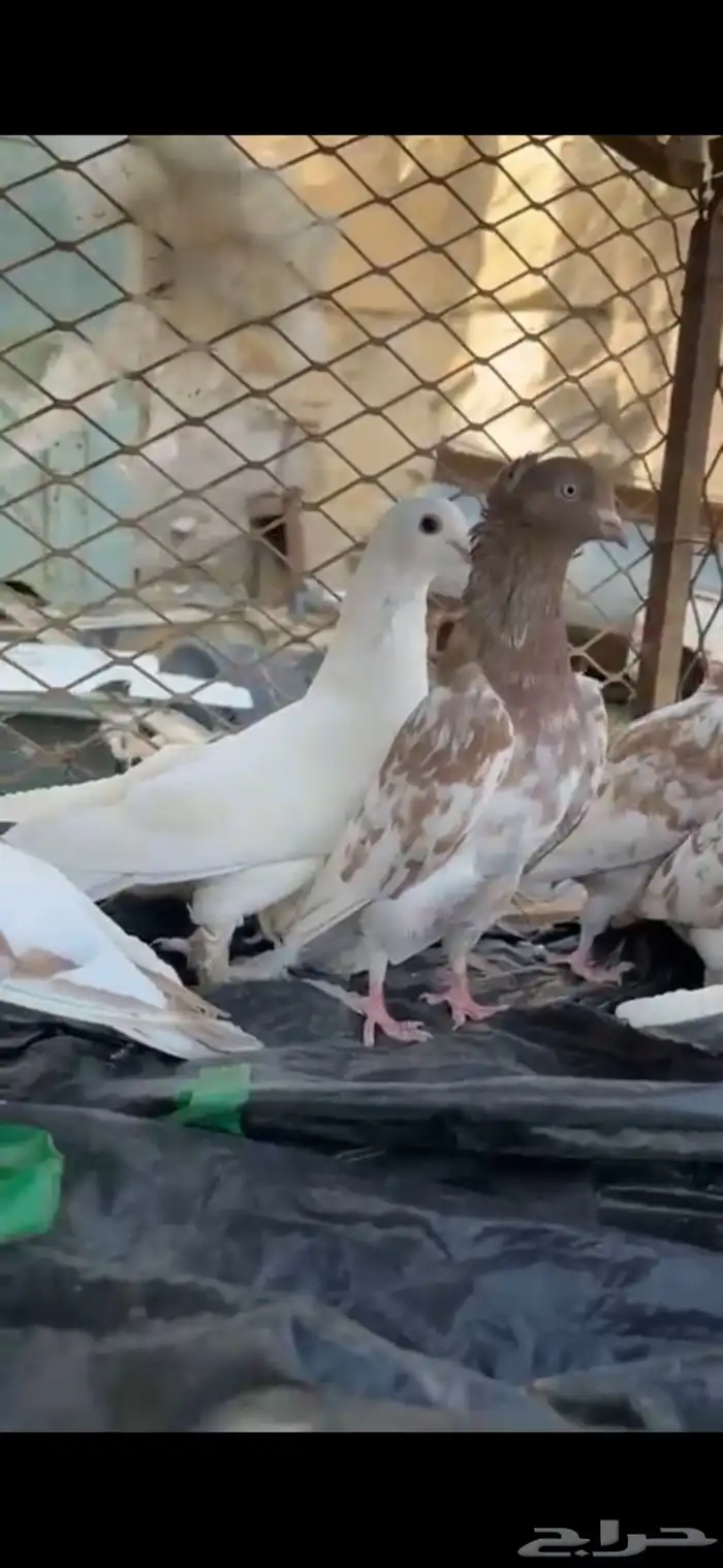 حمام كفوو 2