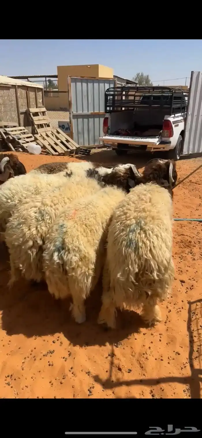 خرفان نعيم 0