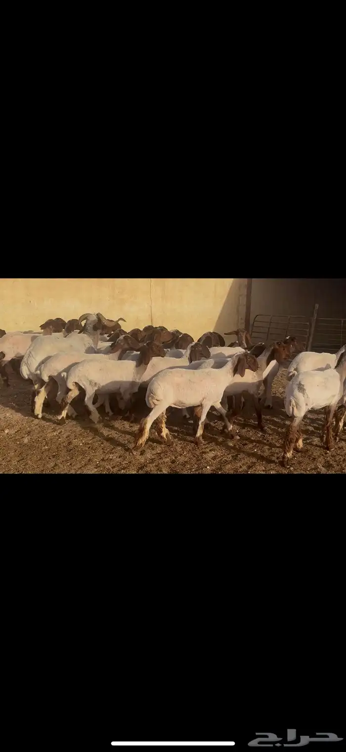 جذعات نعيم طيبه 4