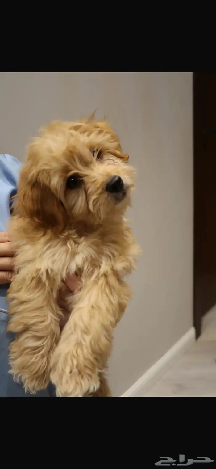 كلاب مالتيبو maltipoo puppy 3