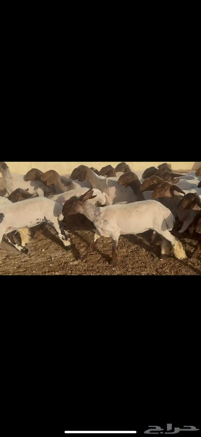 جذعات نعيم طيبه 5