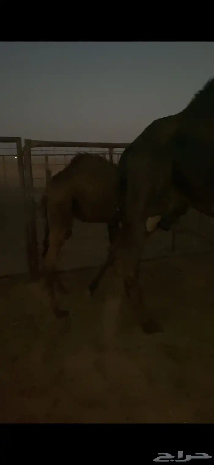 حاشي للبيع تحت امه على حليب شرق الدوادمي 3