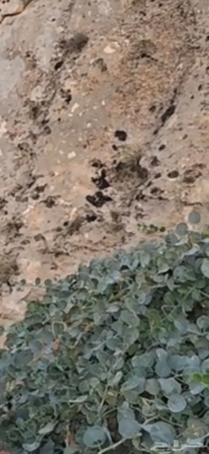 مطلوب عاجل ايجار عربه كهرب 0