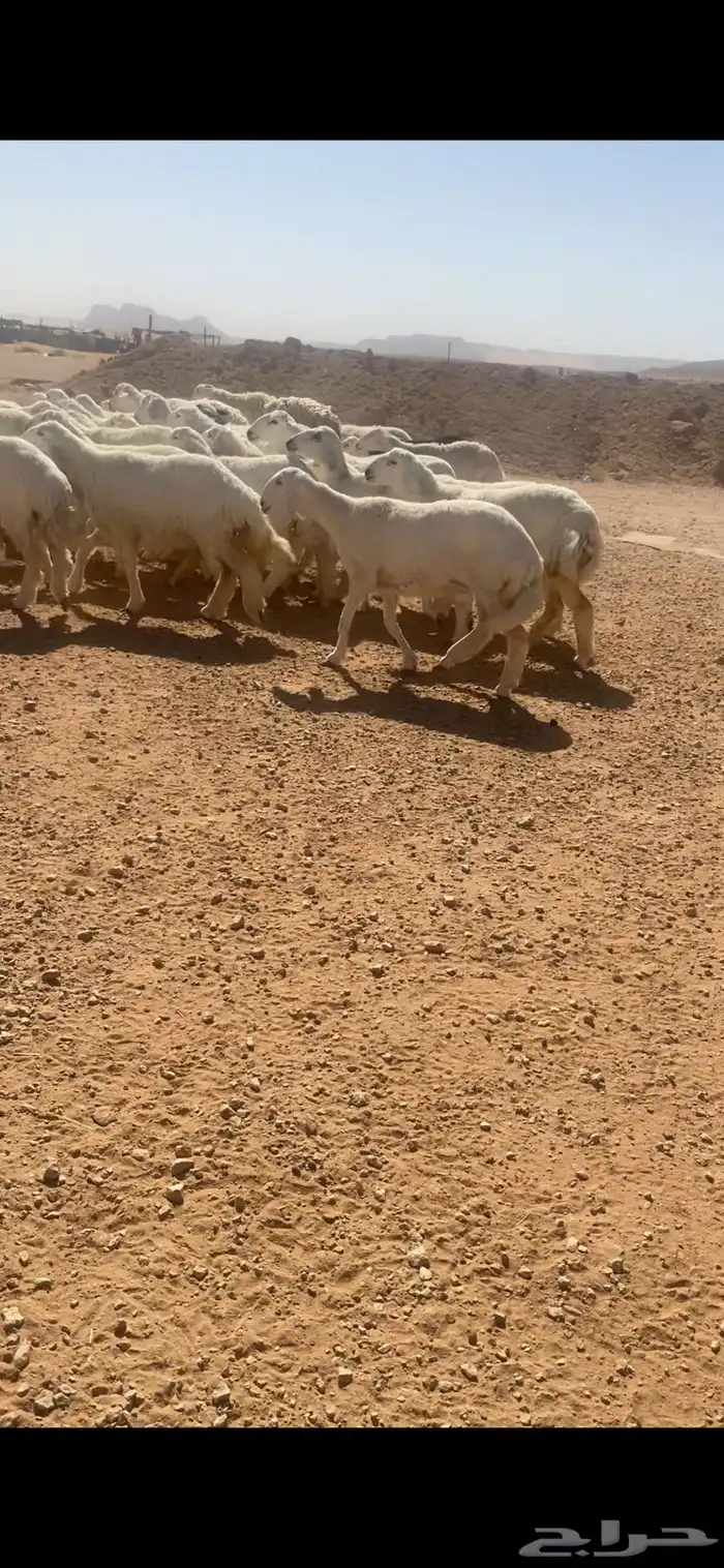 حريات صنف 4
