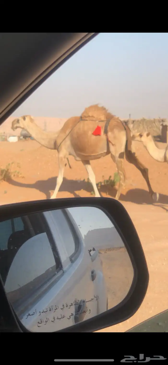 خلفه حمراء كفو تحتها قعود 1