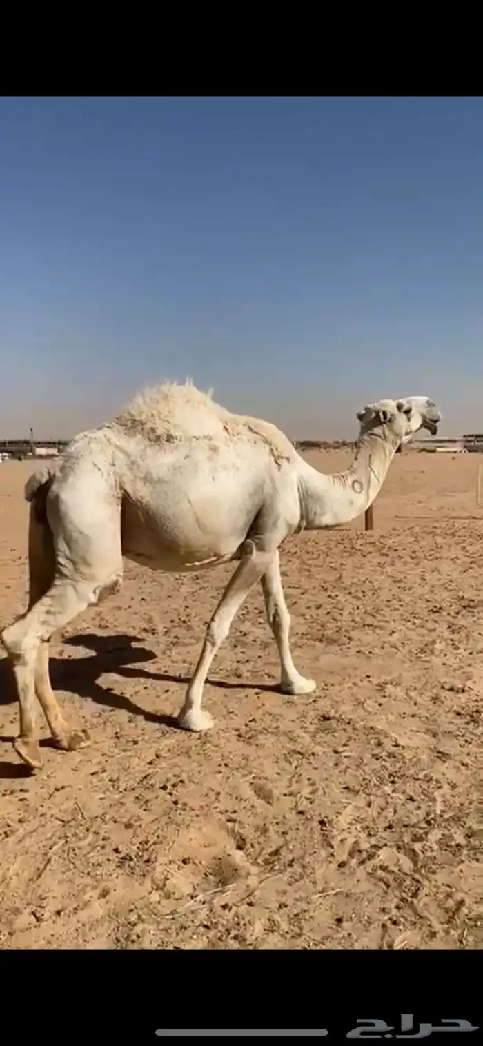 ناقه لقحه 0