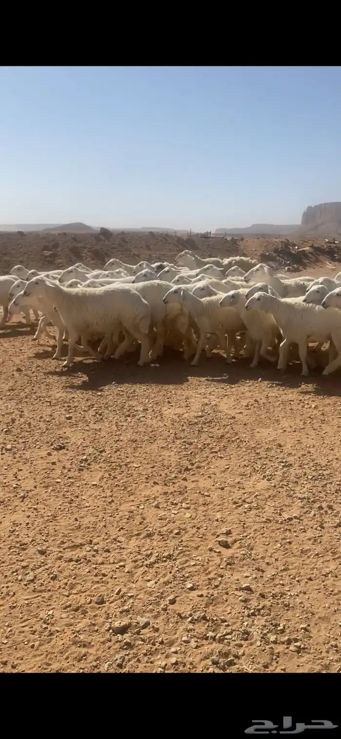 حريات صنف 5