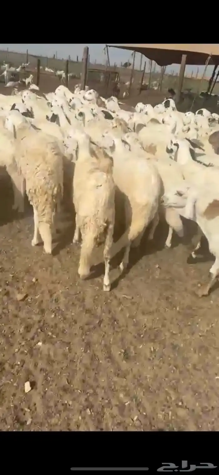 سواكني شبيه الحري مرابي فل شحم ولحم 0