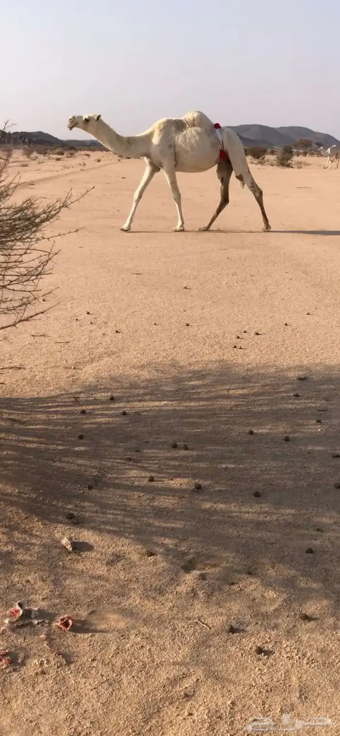 للبيع بكر ثنيه مبيوع حاشيها (( تم البيع)) 0