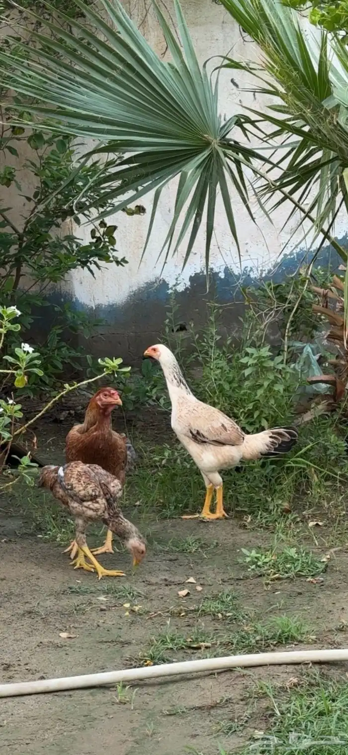 دجاج سندي باكستاني 4