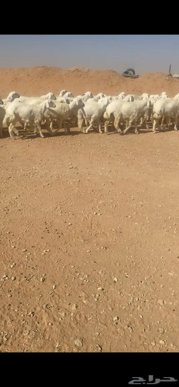 حريات صنف 0