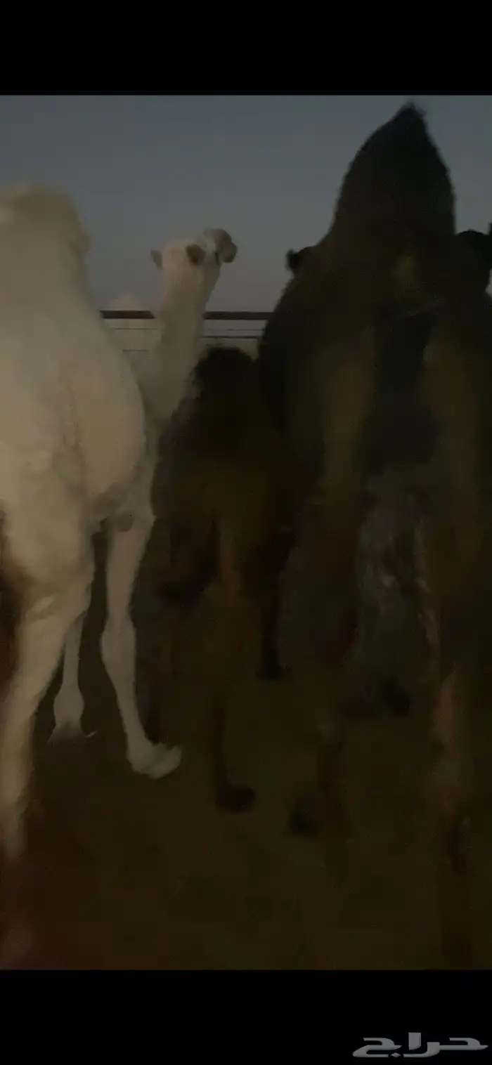 حاشي للبيع تحت امه على حليب شرق الدوادمي 5