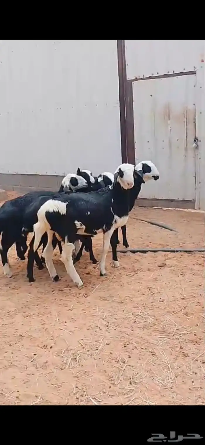 خرفان هجين نجد طيبة 1