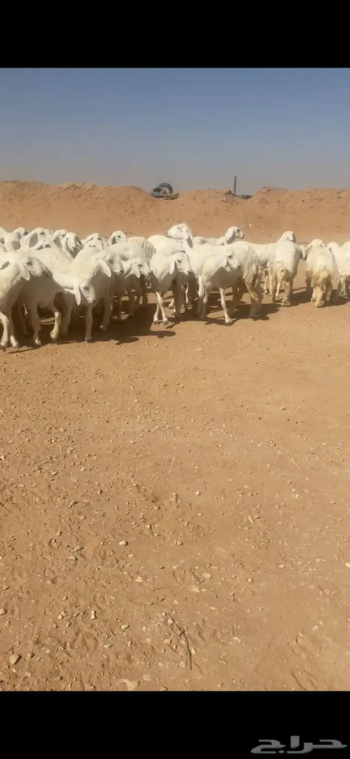 حريات صنف 2