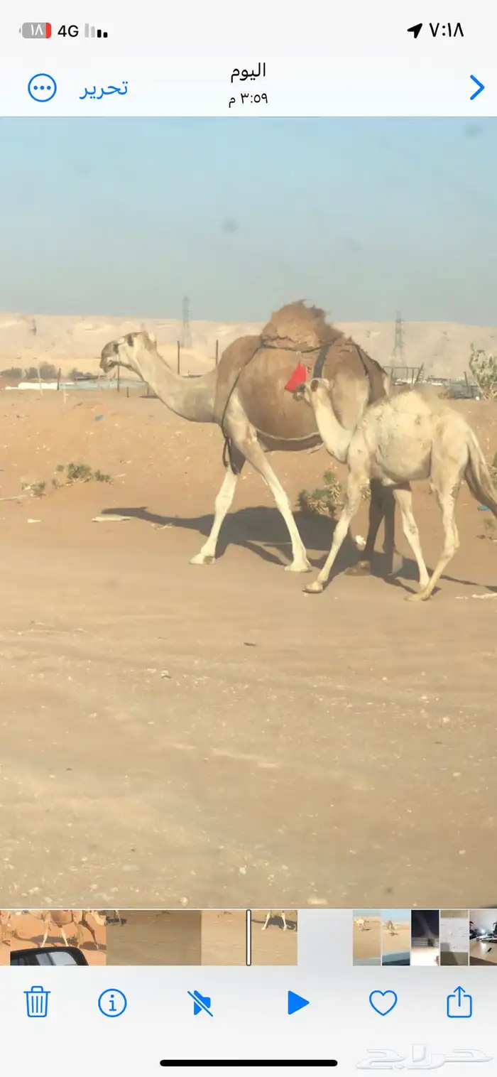 خلفه حمراء كفو تحتها قعود 2