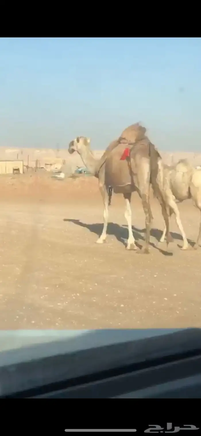خلفه حمراء كفو تحتها قعود 0