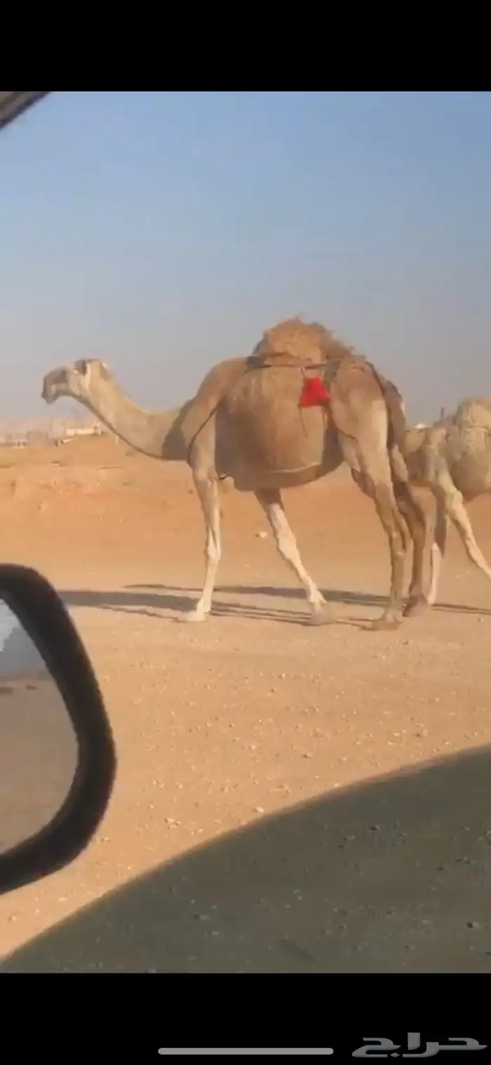 خلفه حمراء كفو تحتها قعود 3