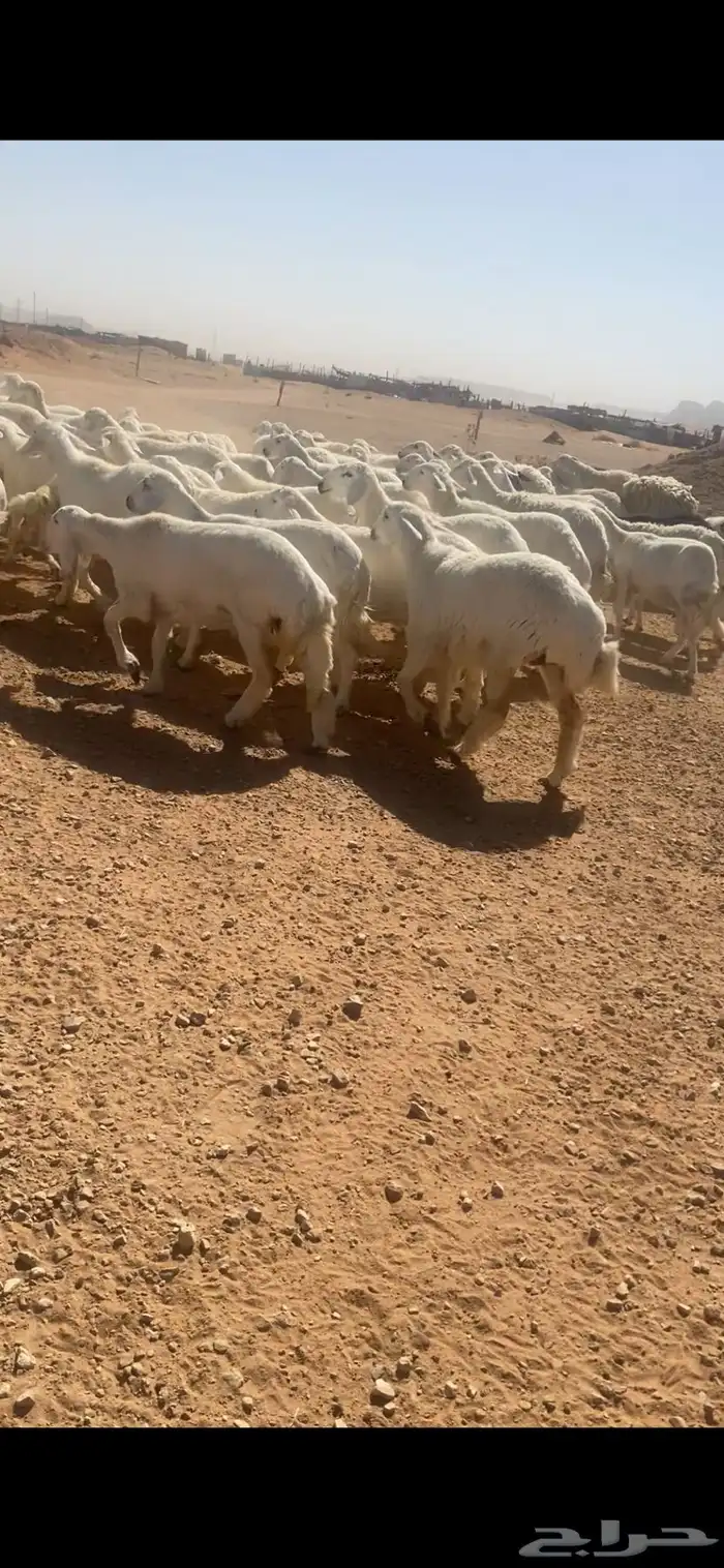 حريات صنف 3