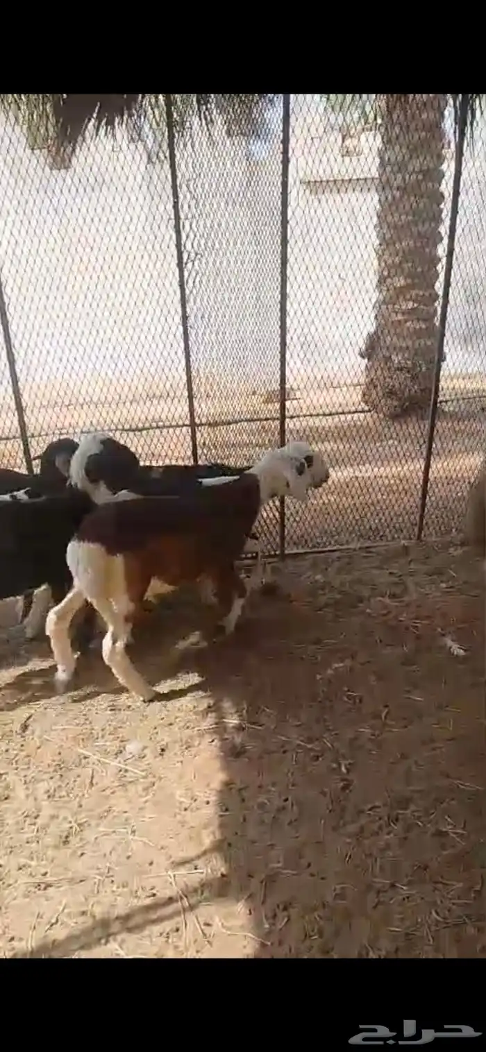 خرفان هجين نجد طيبة 2