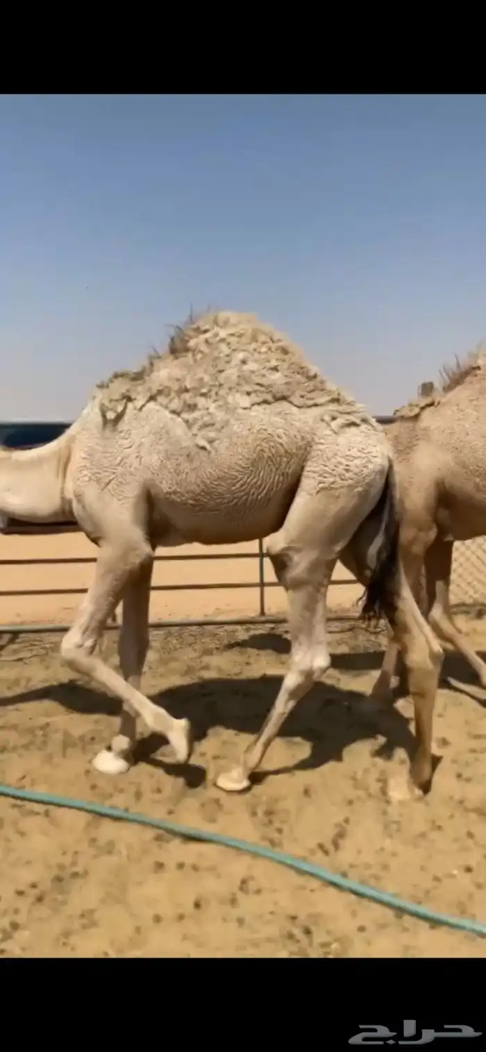 قعدان طيبه 0