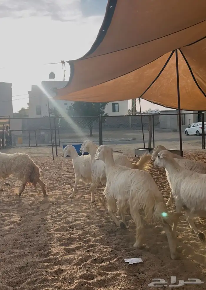 رخال مقنى 0