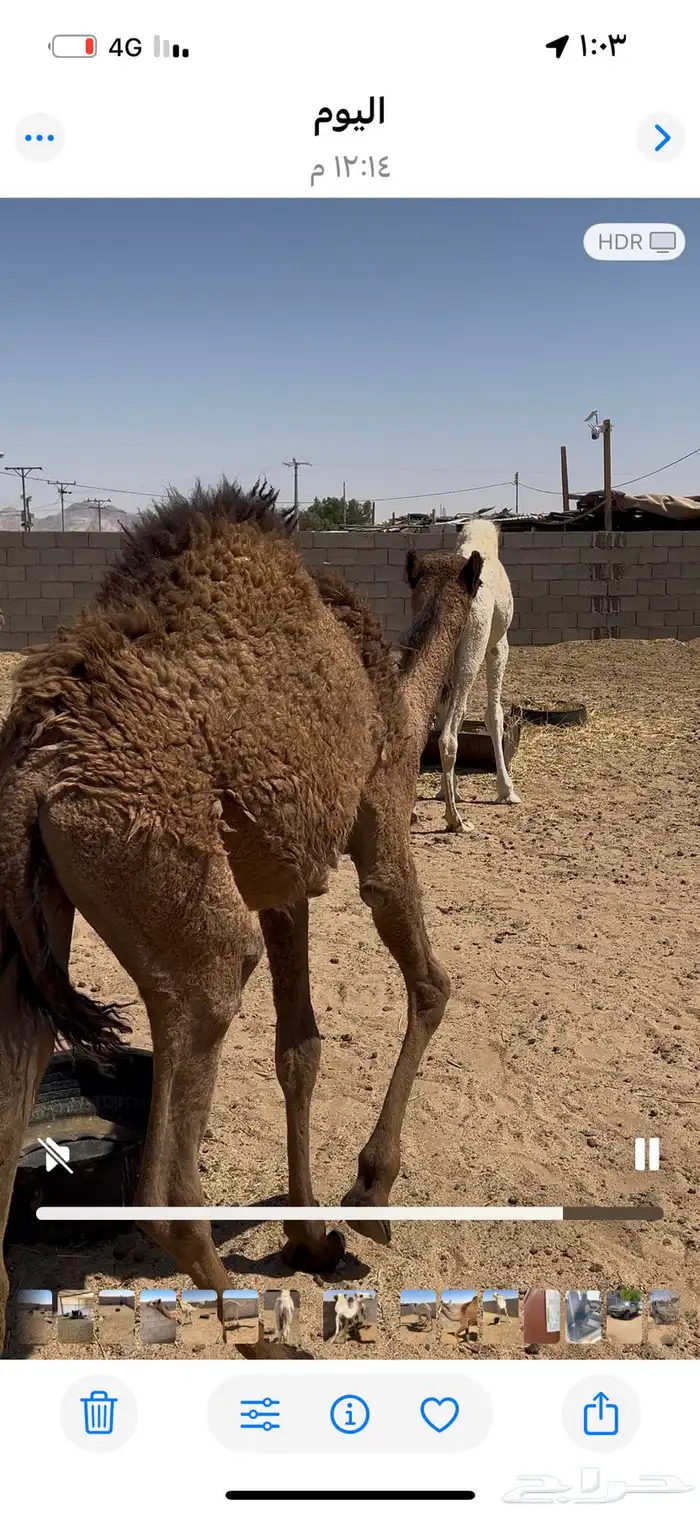 قعود وبكره للبيع 5