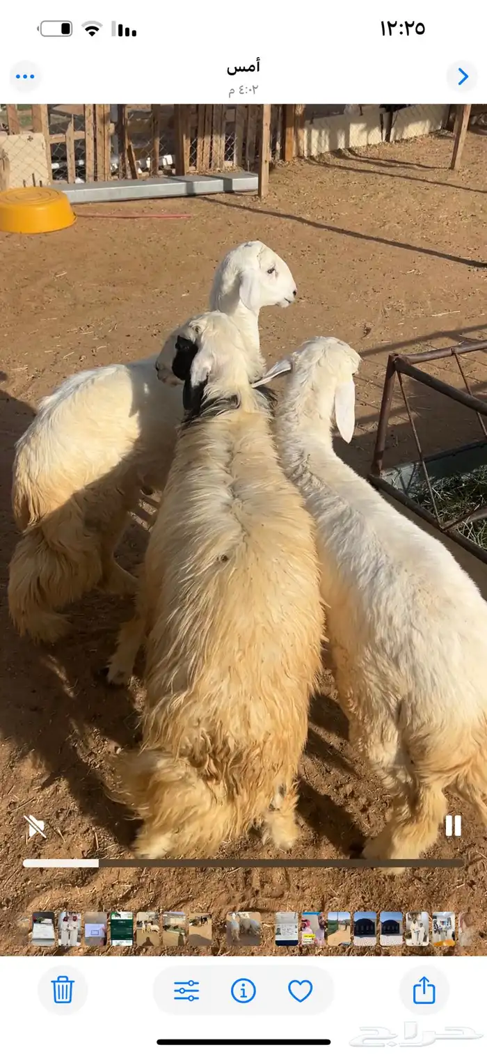 خرفات كرامات فل الفل 0