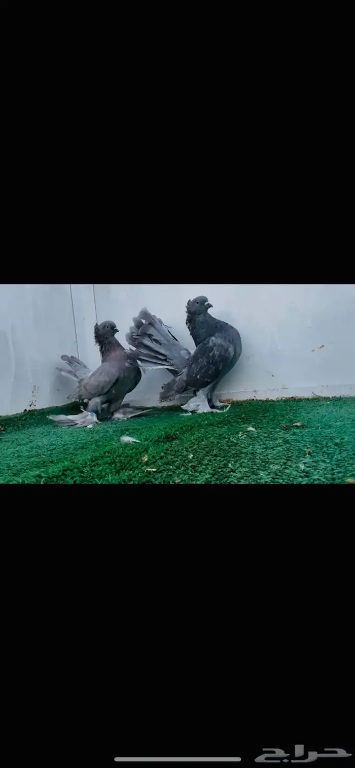 زوج كرنقو بودره 0