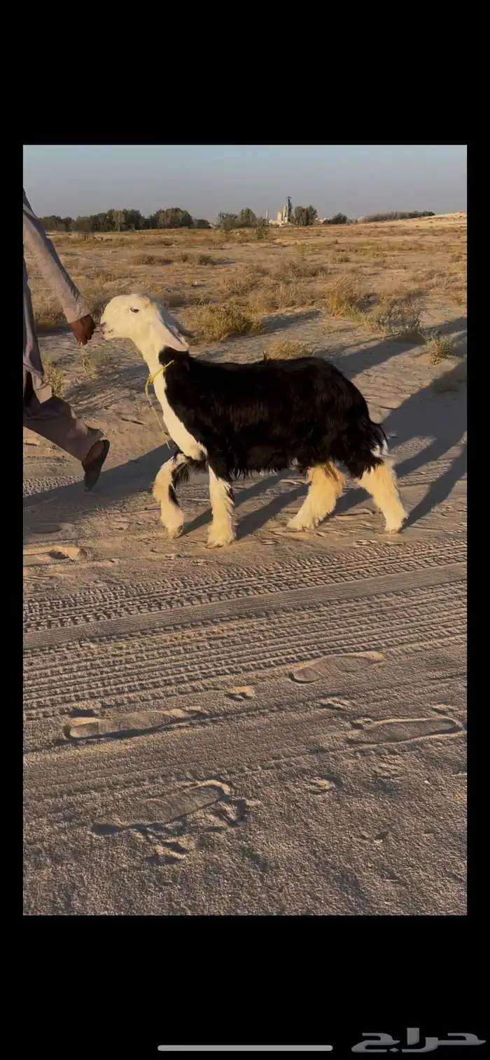 مرياع نجديه على الحبل 0